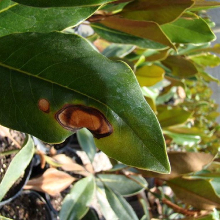 Anthracnose can lead to premature leaf drop.